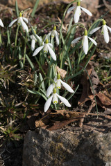 Snowdrops in early Spring