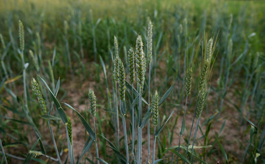 Young green wheat ears on a beautiful field with evening sunset sky. Ripening ears wheat. Agriculture. Natural product.