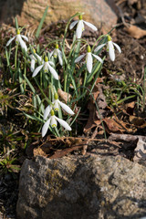 Snowdrops in early Spring