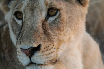 Lion, Masai Mara