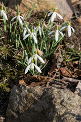 Snowdrops in early Spring