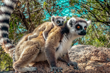 Ring Tailed Lemur  kata ,Close up Ring-tailed lemur baby and mother.Wild nature Madagascar