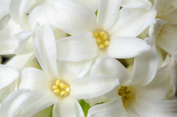 Obraz na płótnie Canvas white hyacinth