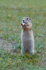 Naklejka na ściany i meble cute gray gopher standing on his hind legs and eating bread in the green summer grass