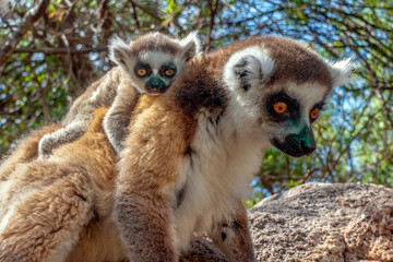 Ring Tailed Lemur  kata ,Close up Ring-tailed lemur baby and mother.Wild nature Madagascar