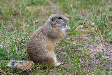 Naklejka na ściany i meble Portrait of cute wild gopher eating grain in the field. seats and eats bread. close-up photo