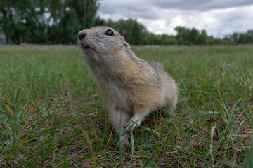 Portrait of cute wild gopher eating grain in the field. Rodent in wild nature looking into camera. close-up photo. Very curious animal