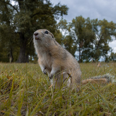 Portrait of cute wild gopher eating grain in the field. Rodent in wild nature looking into camera. close-up photo. Very curious animal