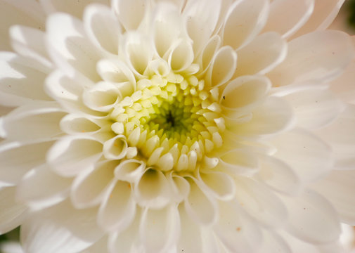 MACRO DE UN CRISANTEMO BLANCO. BELLO