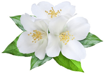 Naklejka na ściany i meble Blooming jasmine flower with leaves. File contains clipping path