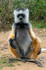 Diademed Sifaka. Diadema, endemic, endengered. Rare lemur,close up, portrait.(Propithecus diadema),Wild nature Madagascar