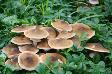 Clump of Honey Fungus in the forest.  Armillaria mellea. Autumn background