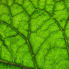 Tree leaf.