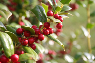 Holly tree with beautiful ripe red berries in winter. Ilex cornuta bush in the garden