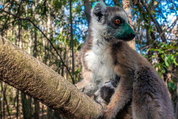 Ring Tailed Lemur  kata ,Close up Ring-tailed lemur baby and mother, mother breastfeeding her baby. Wild nature Magdagascar