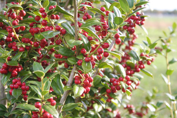 Holly tree with beautiful ripe red berries in winter. Ilex cornuta bush in the garden
