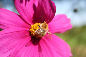 Honey bee on pink Cosmos flower. Cosmos Bipinnatus in the garden