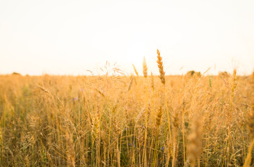 Yellow wheat on a field. Ripening ears wheat. Agriculture. Natural product.