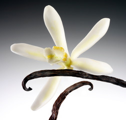 SINGLE VANILLA FLOWER AND PODS