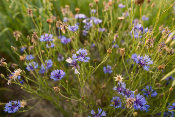 Summer field flowers in the field cornflower.