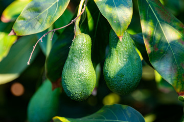 Seasonal harvest of green orgaic avocado, tropical green avocadoes riping on big avocado tree
