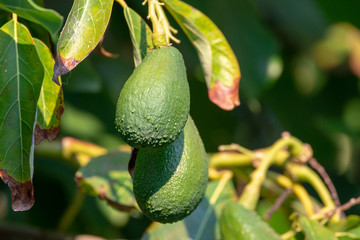 Seasonal harvest of green orgaic avocado, tropical green avocadoes riping on big tree