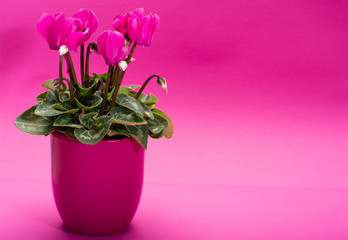 Obraz premium One pink cyclamen plant with flowers in pink pot on trendy pink background, copy space, close up, minimal colors concept