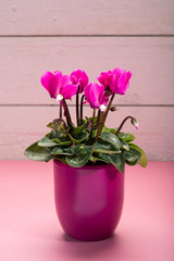 One pink cyclamen plant with flowers in pink pot on trendy pink background, copy space, close up, minimal colors concept