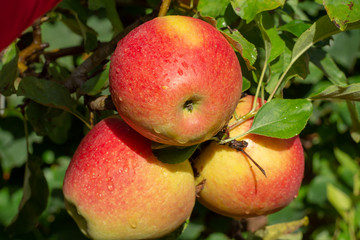 Big braeburn apples riping on the apple tree