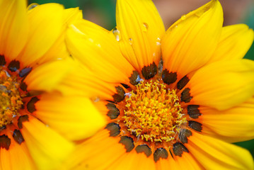 MACRO DE MARGARITAS AMARILLAS