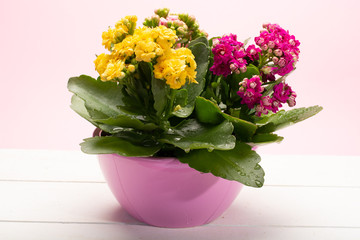 Medical houseplant kalanchoe with colorful flowers close up on trendy pink background copy space
