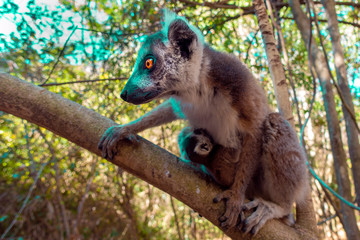 Ring Tailed Lemur  kata ,Close up Ring-tailed lemur baby and mother, mother breastfeeding her baby. Wild nature Magdagascar