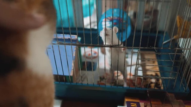 cat catches a white pet rat mouse in a cage. slow motion video. the cat is playing with the mouse rat funny video. cat and rat mouse lifestyle animal friends concept pets