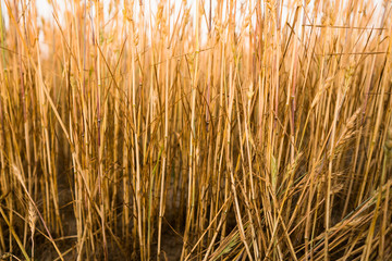 Yellow wheat on a field. Ripening ears wheat. Agriculture. Natural product.