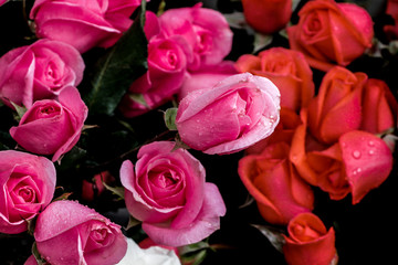 bouquet of pink roses
