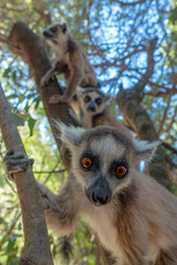 Ring Tailed Lemur  kata ,Portrait,Close up Ring-tailed lemur.Wild nature Madagascar
