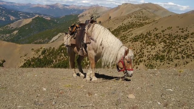 Beautiful draft horse grazing on top of a mountain (Chilcotins, British Columbia, Canada)
