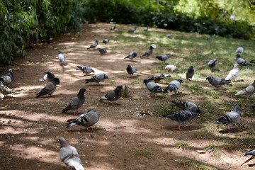 Fototapeta premium Pigeons in city park