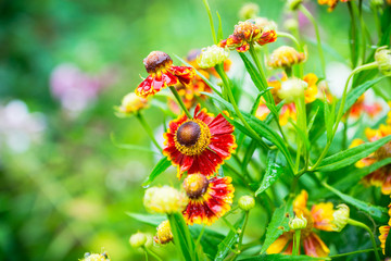 Blooming bush of helenium in the garden. Selective focus. Shallow depth of field.