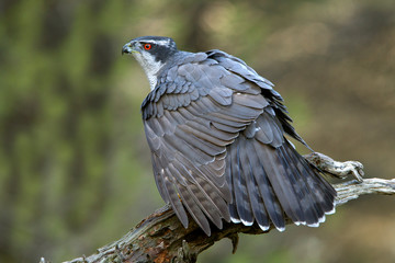 Adult male of Northern goshawk. Accipiter gentilis