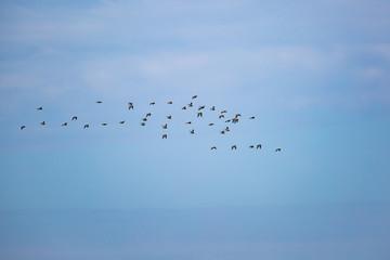 Vogelschwarm