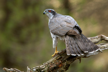 Adult male of Northern goshawk. Accipiter gentilis