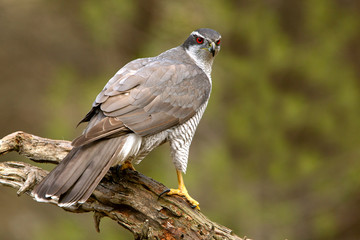 Adult male of Northern goshawk. Accipiter gentilis