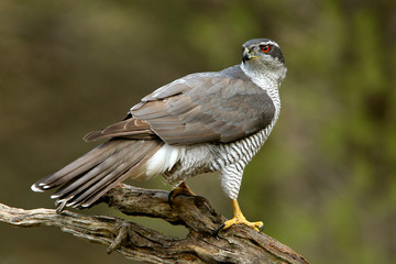 Adult male of Northern goshawk. Accipiter gentilis