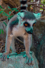 Ring Tailed Lemur  kata ,Portrait,Close up Ring-tailed lemur.Wild nature Madagascar