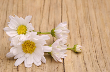Fototapeta na wymiar Chamomile flowers on wooden background. Closeup