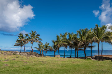 Fototapeta premium Palme da cocco in fila sulla costa di Hanga Roa