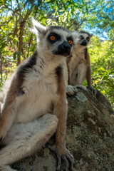 Fototapeta premium Two Ring Tailed Lemur kata ,Close up Ring-tailed lemur, Wild nature Madagascar