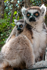 Fototapeta premium Ring Tailed Lemur kata ,Close up Ring-tailed lemur baby and mother.Wild nature Madagascar