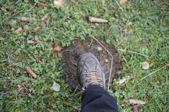 stepping in cow pat